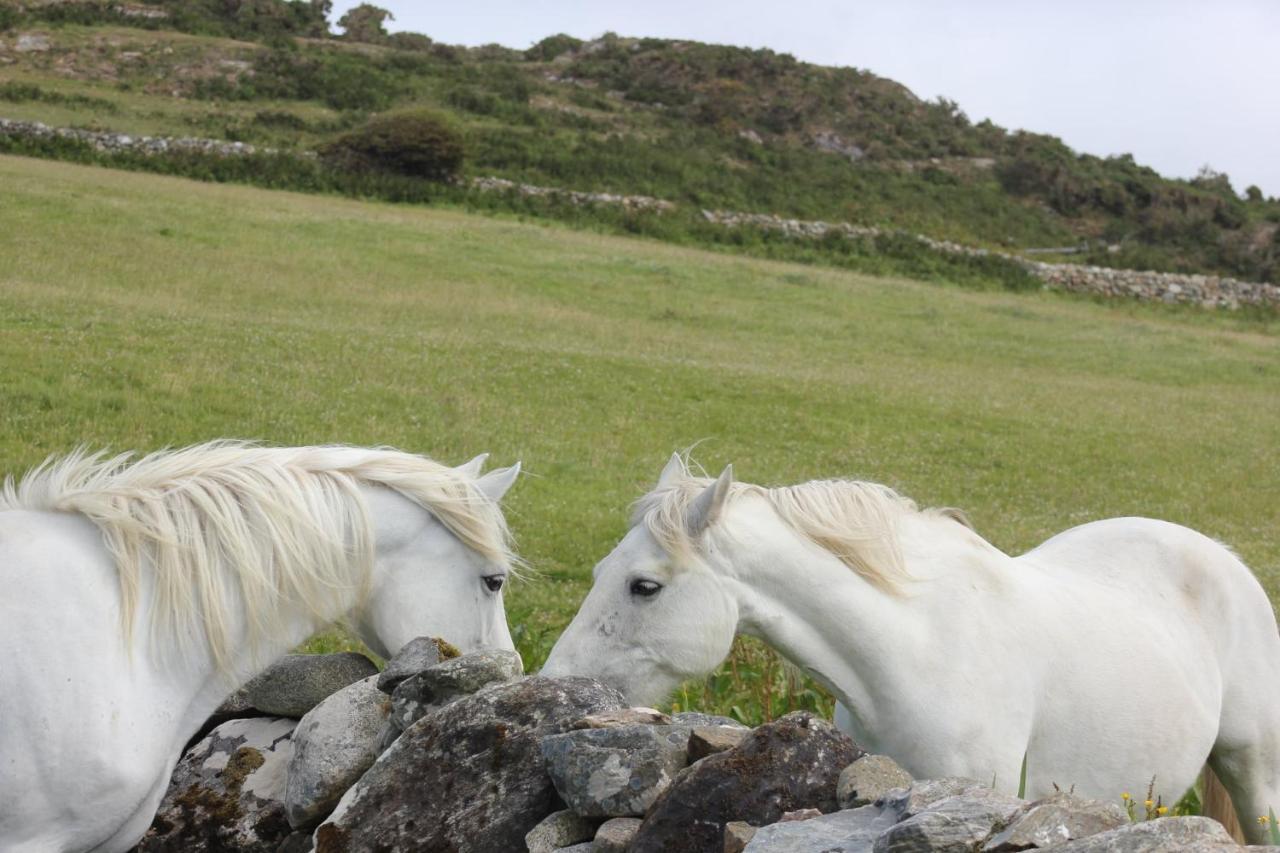 Clifden Bay Lodge Dış mekan fotoğraf
